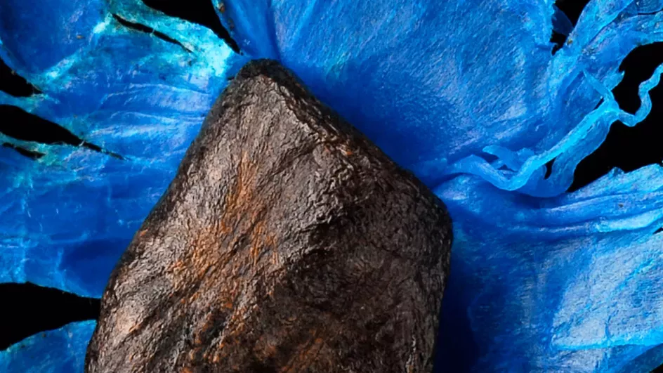 Seed of a Ravenala madagascariensis under microscope