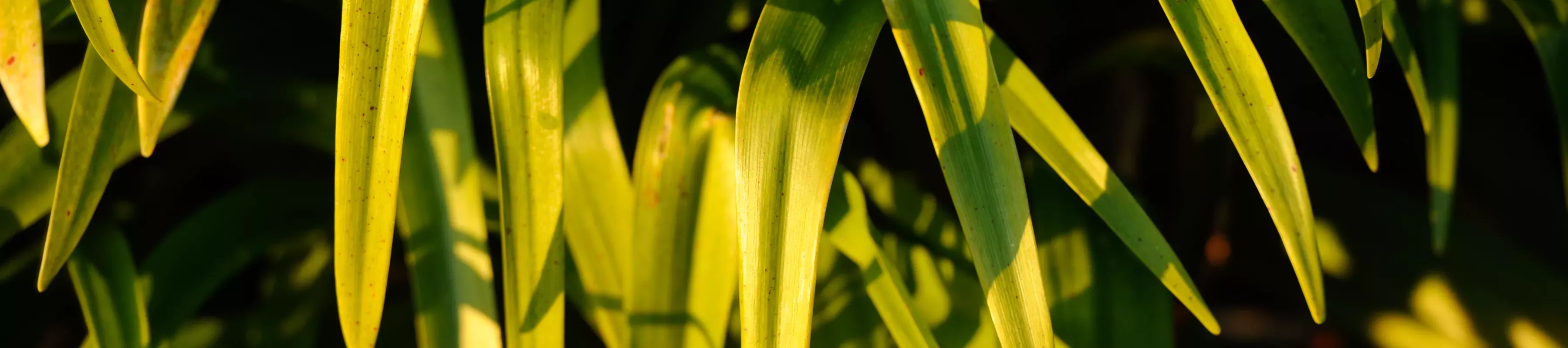 Plants at Wakehurst