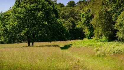 Wakehurst meadow