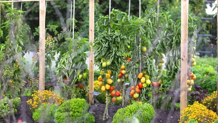 Kew's kitchen garden 