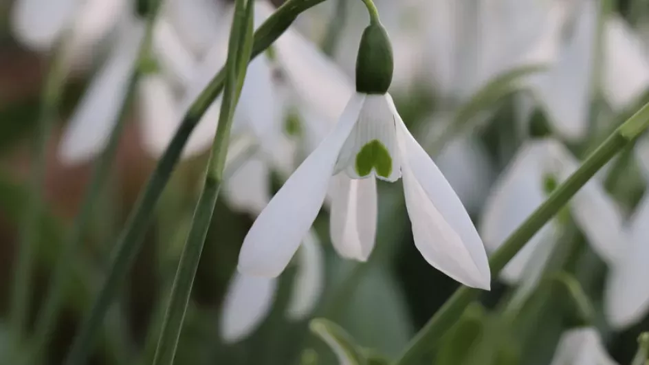 Nodding, white flowers of the common snowdrop