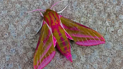 Brightly coloured elephant hawk moth