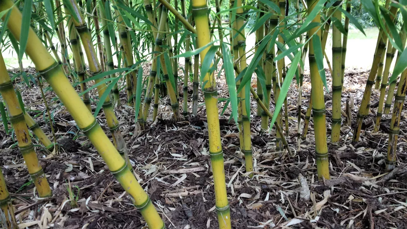 Bamboo garden, Royal Botanic Gardens, Kew 