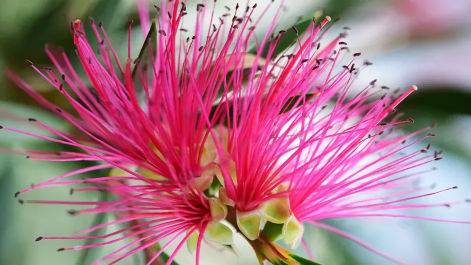 Bottle brush