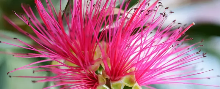 Bottle brush