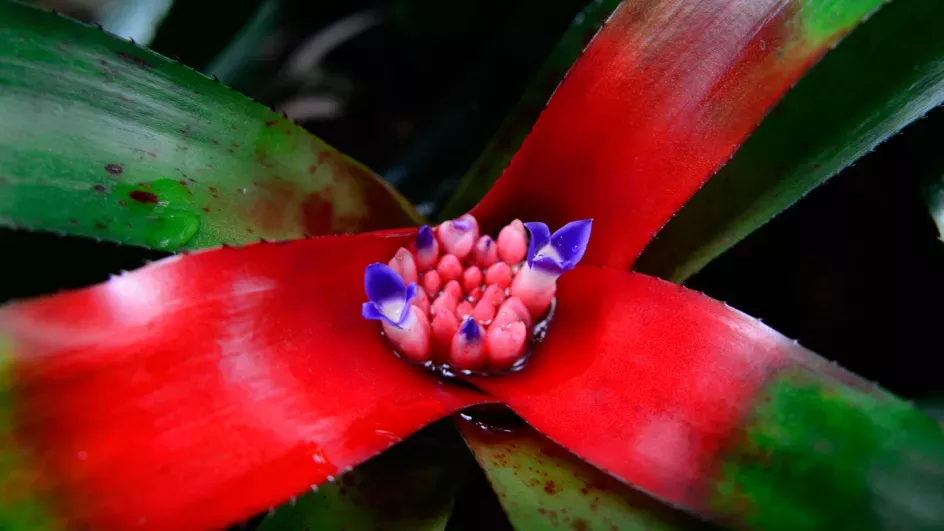 Bromeliad - Neoregelia