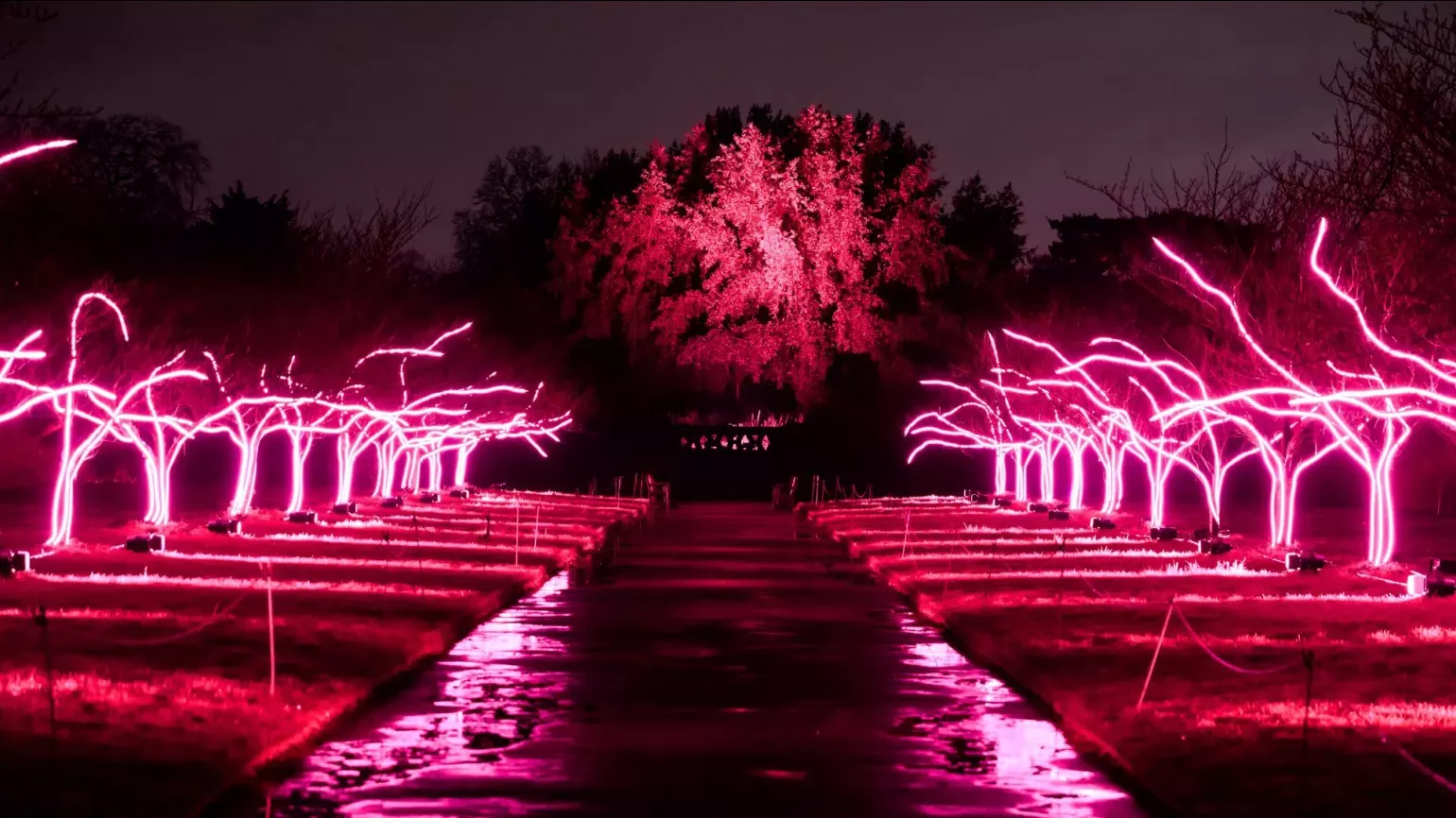 Lit up cherry blossom trees