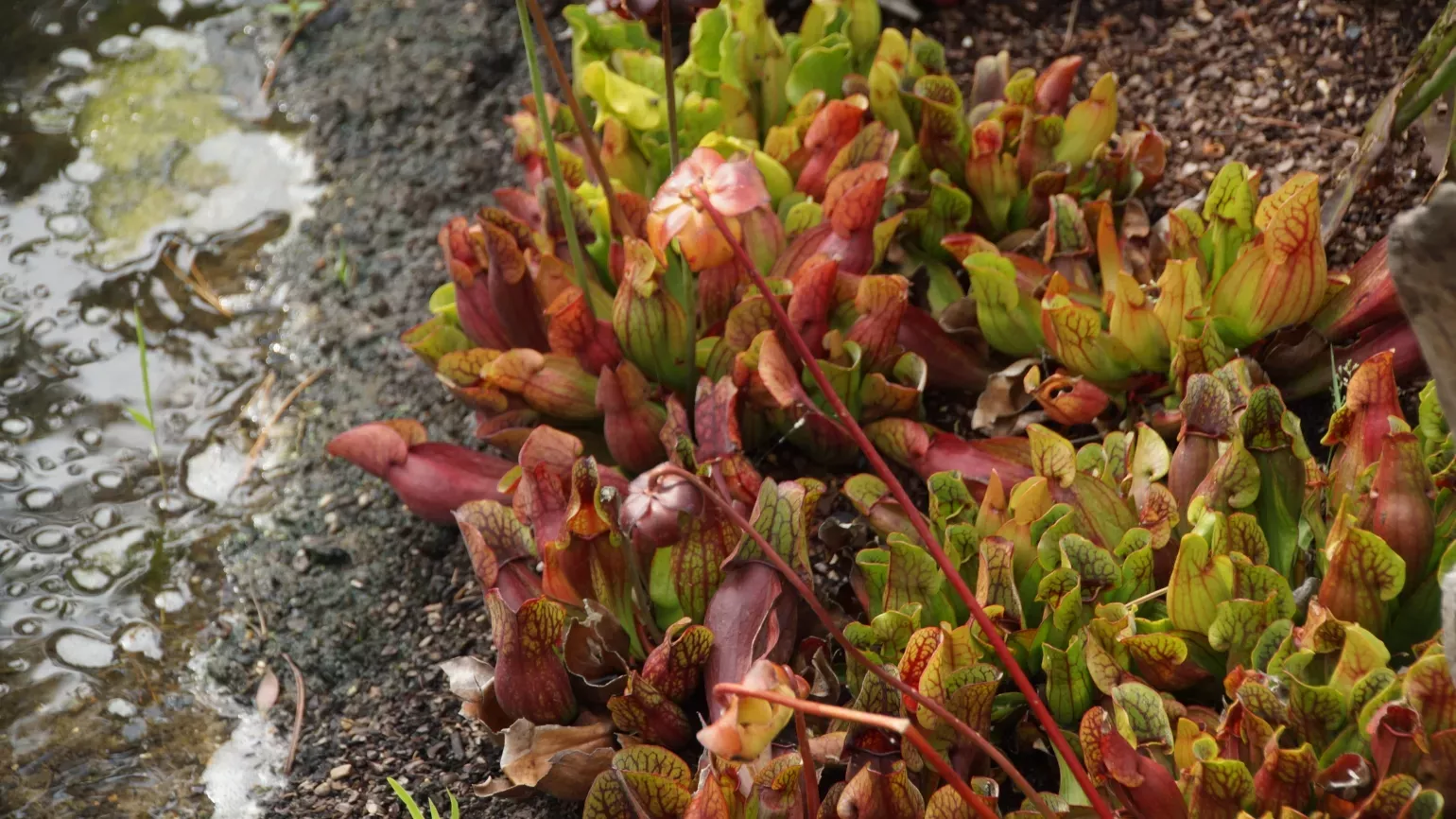 Modified, tubular leaves with hooded open lids of the purple pitcher plant