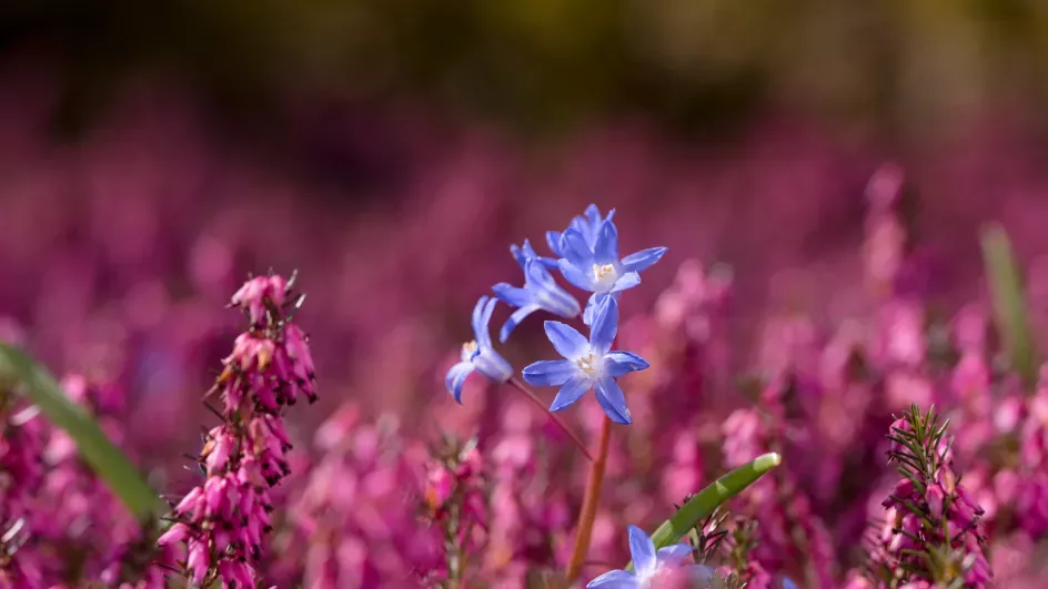 Heather surrounding glory-of-the-snow (Chionodoxa) at Wakehurst