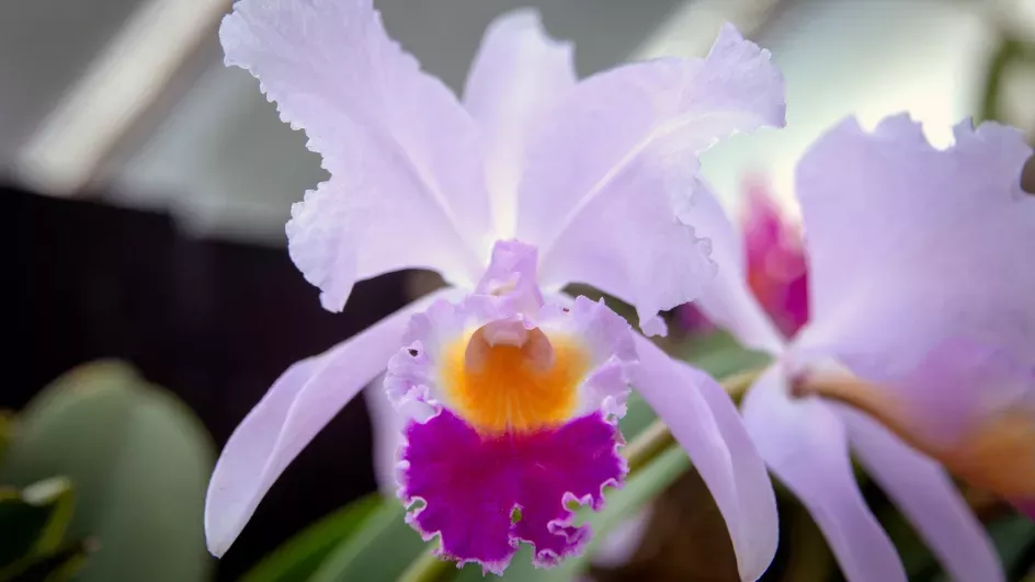 A large white, yellow and purple orchid flower 