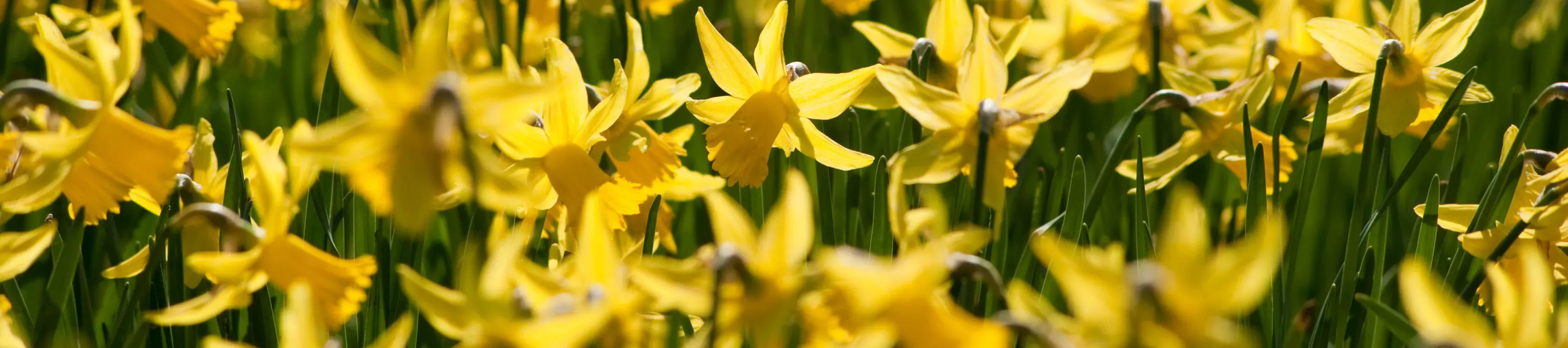 Daffodils in spring at Kew 