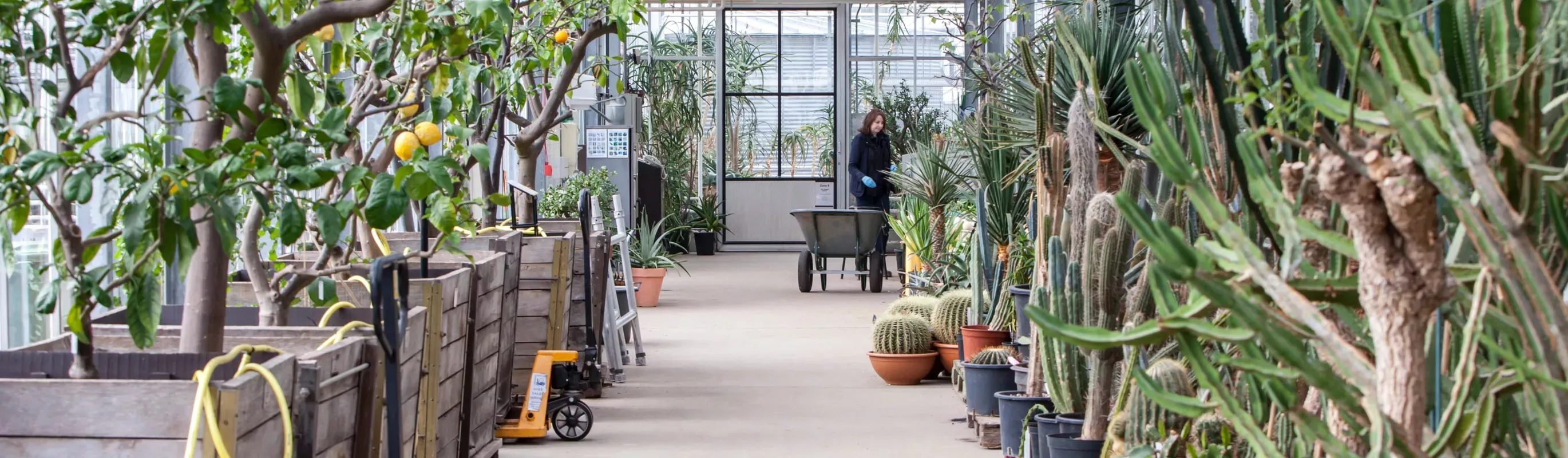 tropical nursery