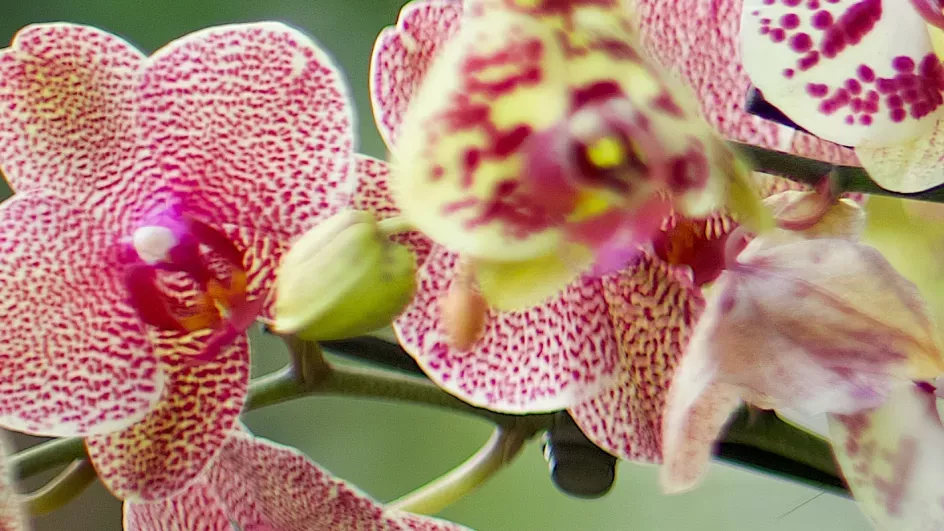 Orchids at Kew