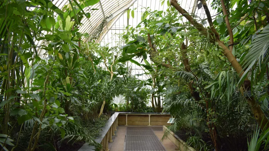 Interior of the Palm House