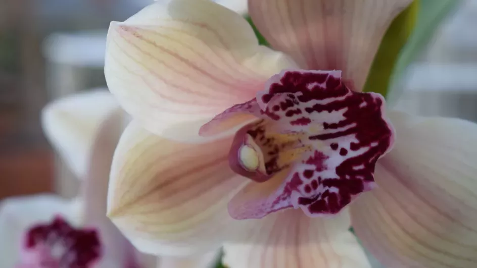 Orchid in the Temperate House