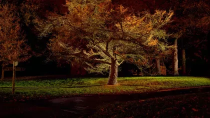 Trees at night, Wakehurst