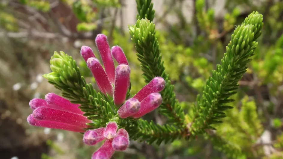 Erica verticillate, whorl heath