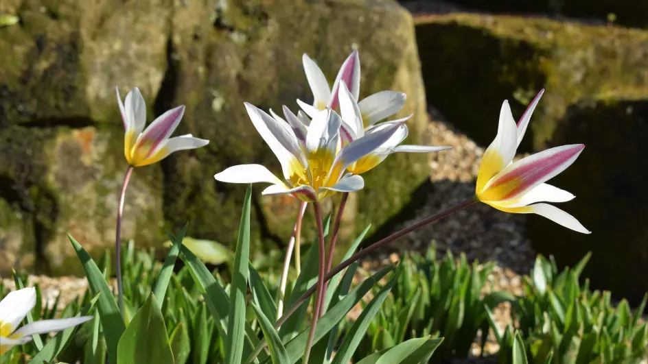 Flowers bloom at the Rock Garden