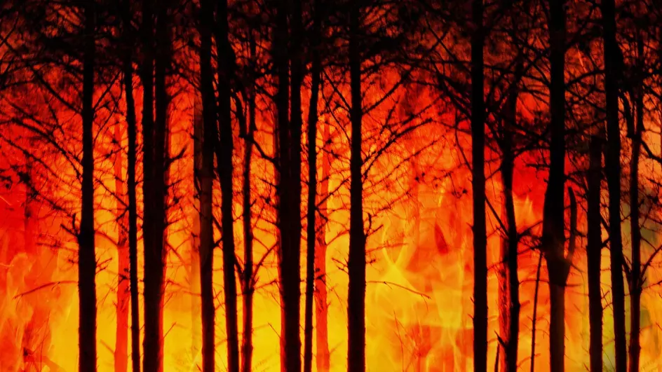 Tree trunks surrounded by raging orange flames