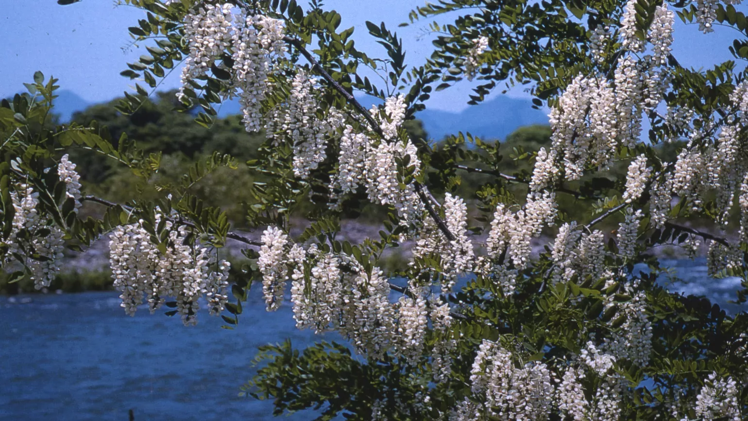 Flowers of a Black Locust Tree (Robinia pseudoacacia) 