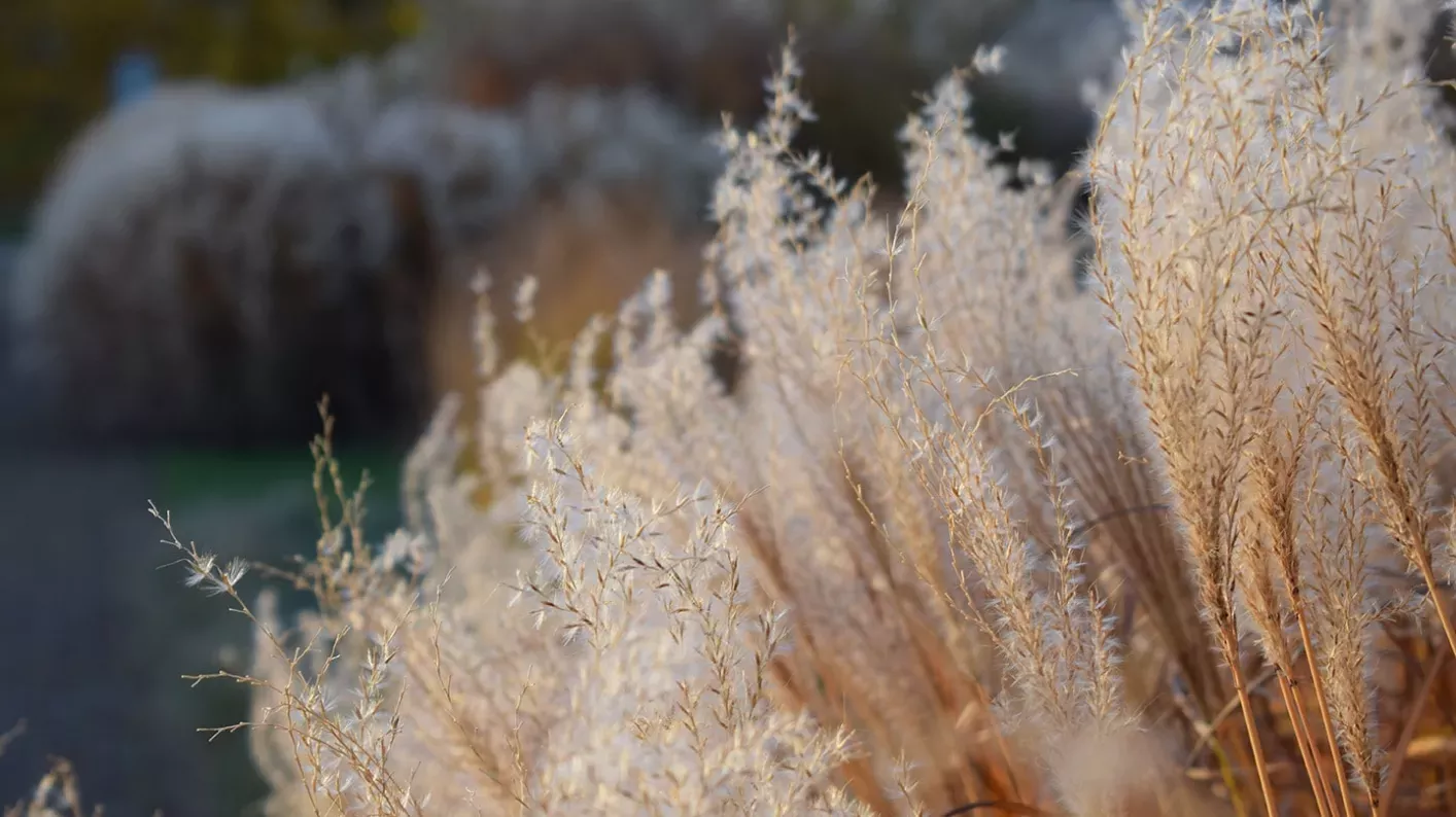 Close-up of grasses in the Grass Garden at Kew