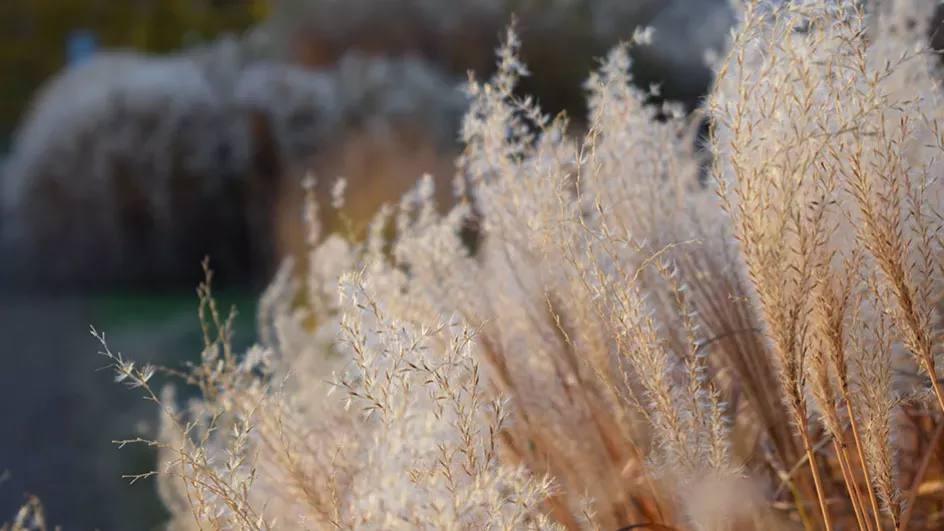 Close up of grass