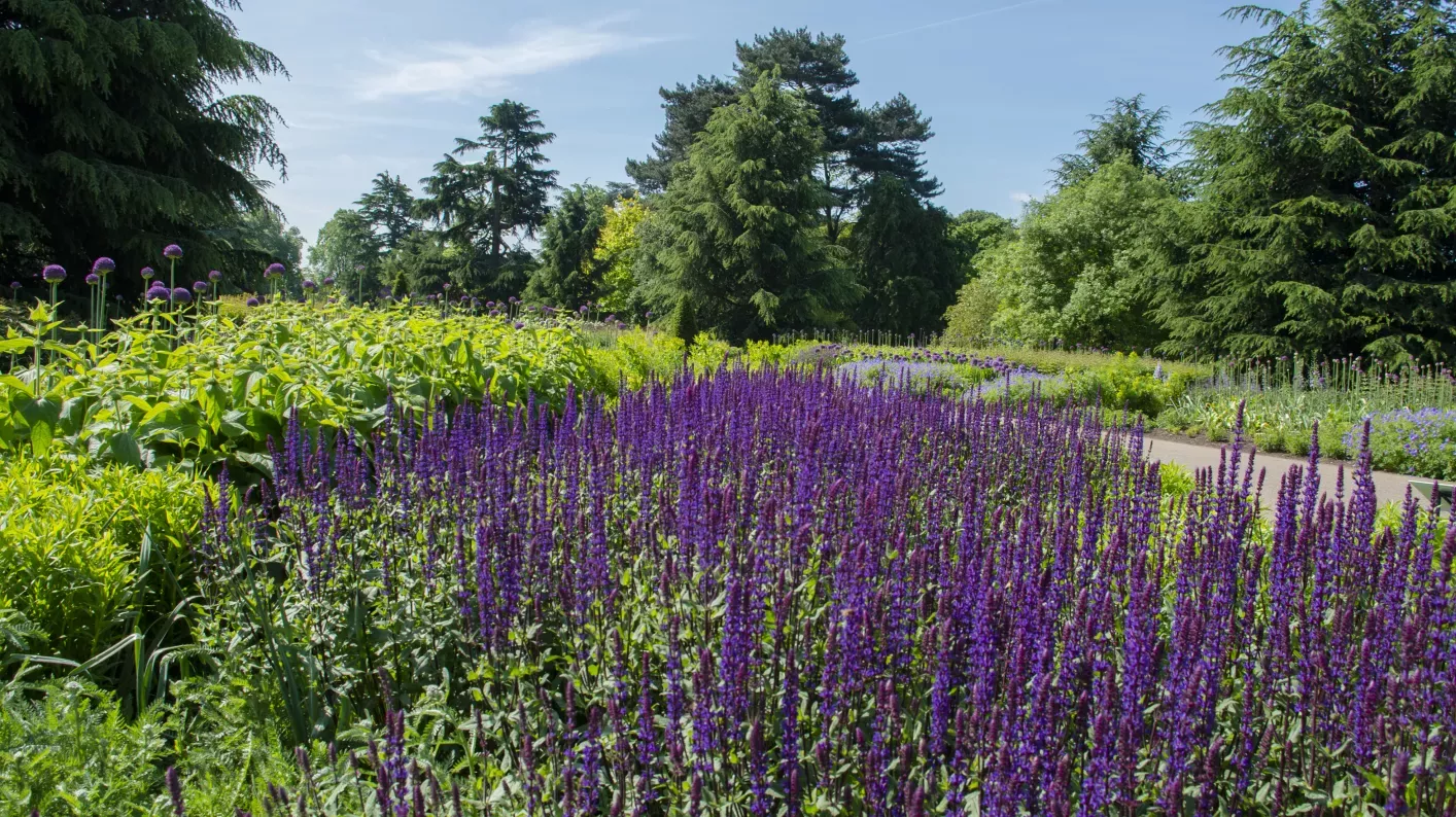 Great Broad Walk Borders, RBG Kew 