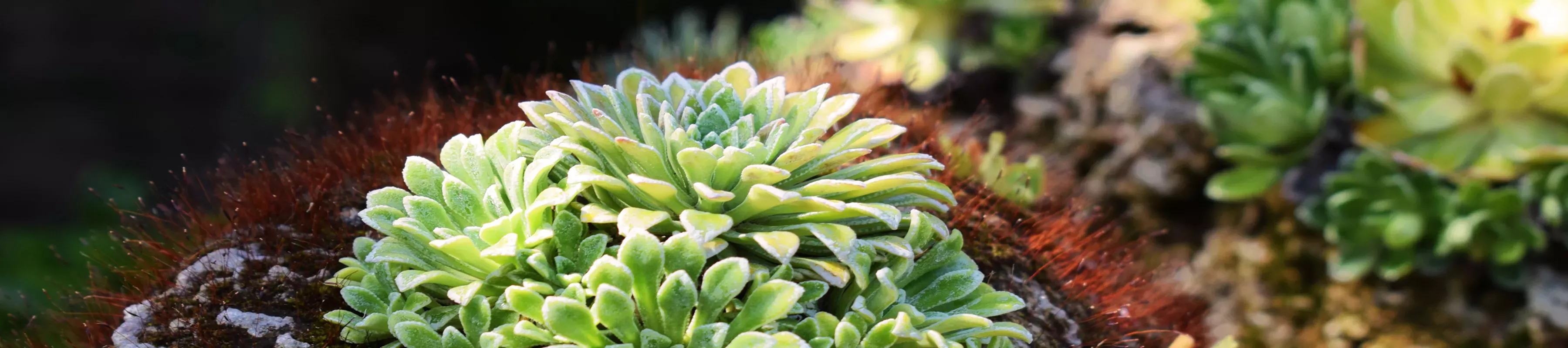  Alpine plants in the Rock Garden