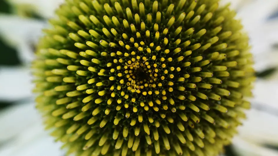 A close-up of a plant at Kew