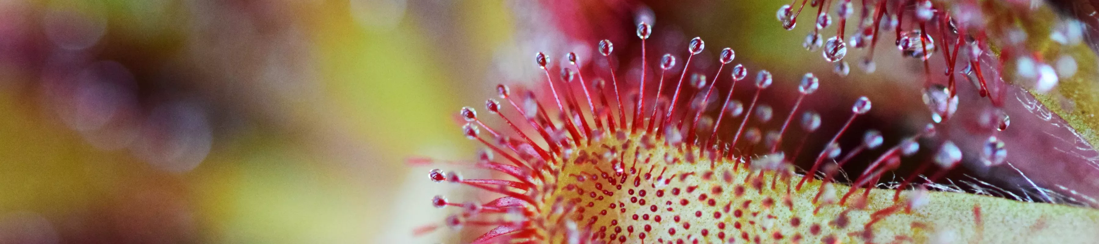 Drosera venusta, a plant at Kew