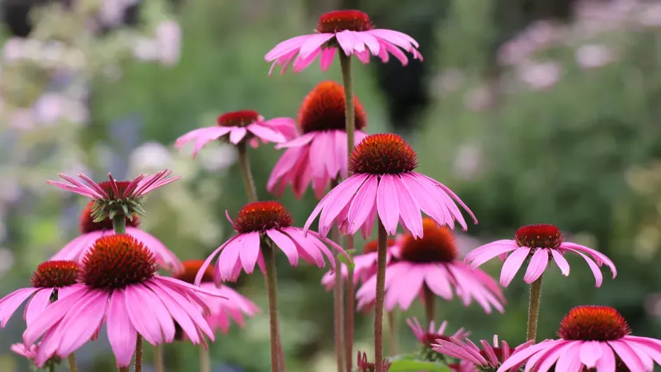 Pink echinacea heads in full bloom in the Great Broadwalk Borders