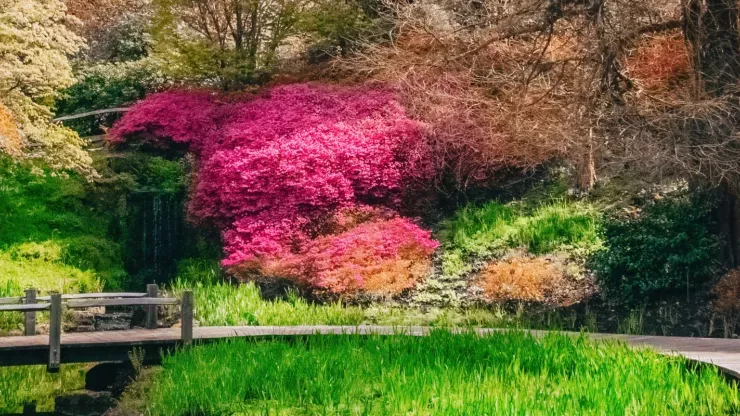 A wooden walkway through Wakehurst's green and red Iris Dell