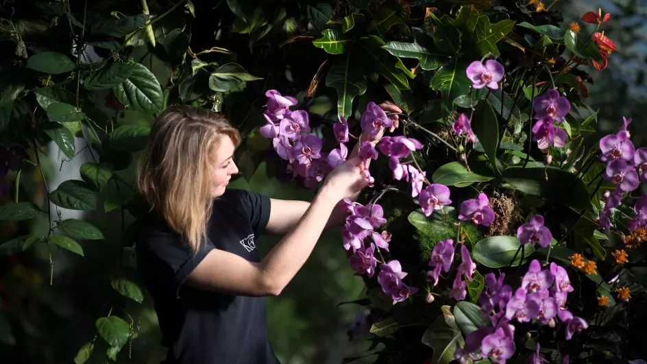 A staff member arranges orchids at the orchid festival