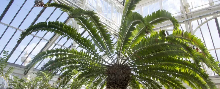 Encephalartos Woodii 