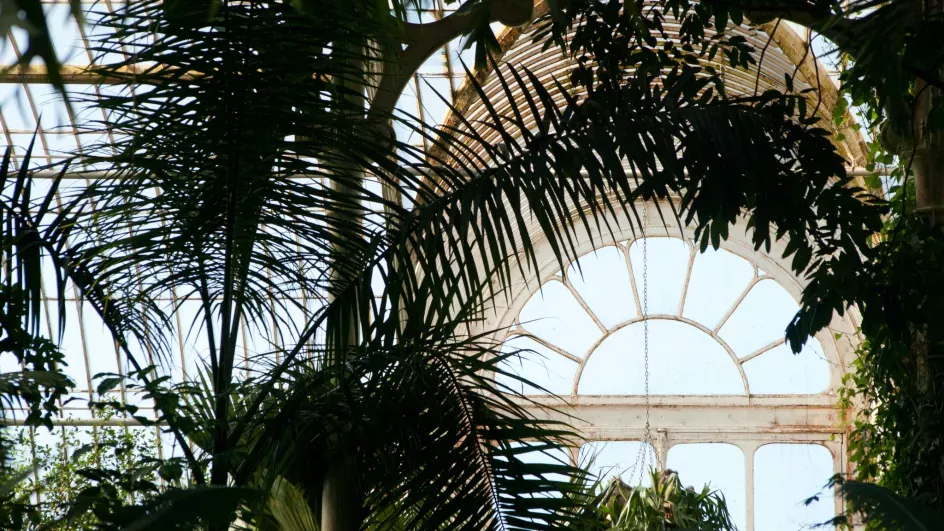 A window of the glasshouse in the Palm House with stunning tree canopy around it