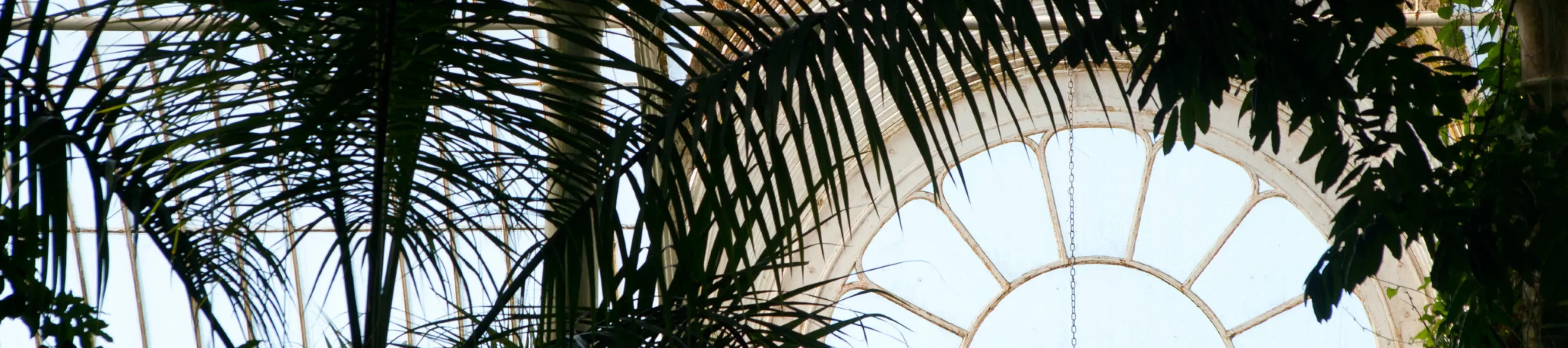 A window of the glasshouse in the Palm House with stunning tree canopy around it