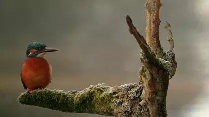 A kingfisher perches on a branch