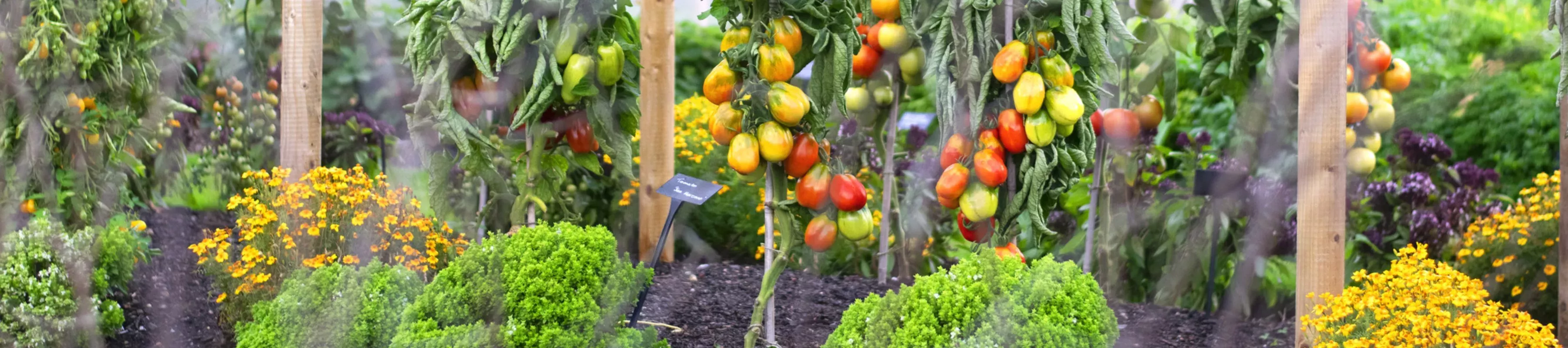 Kew's kitchen garden 