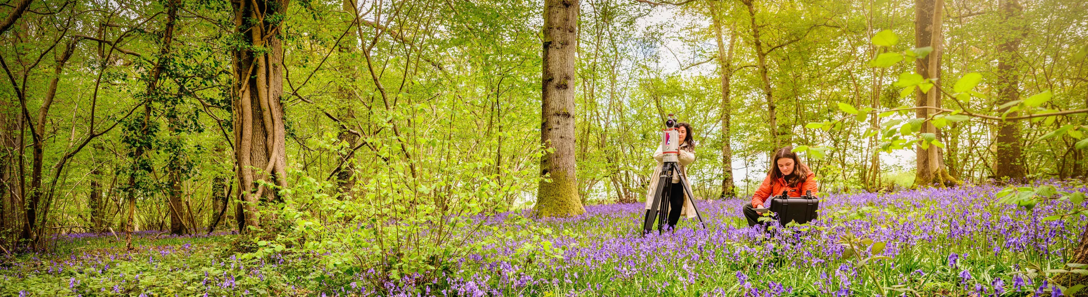 Two researchers in the woodland at Wakehurst surrounded by bluebells, working with cameras and a computer