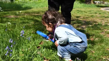 Young girl with magnifying glass looking at bluebells