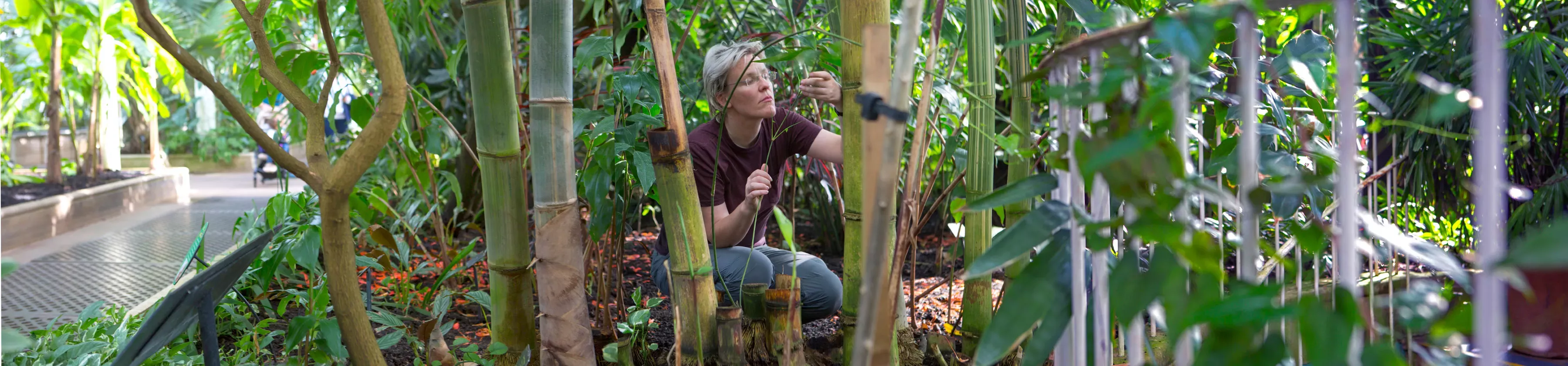 Researcher in Palm House looking at Bamboo