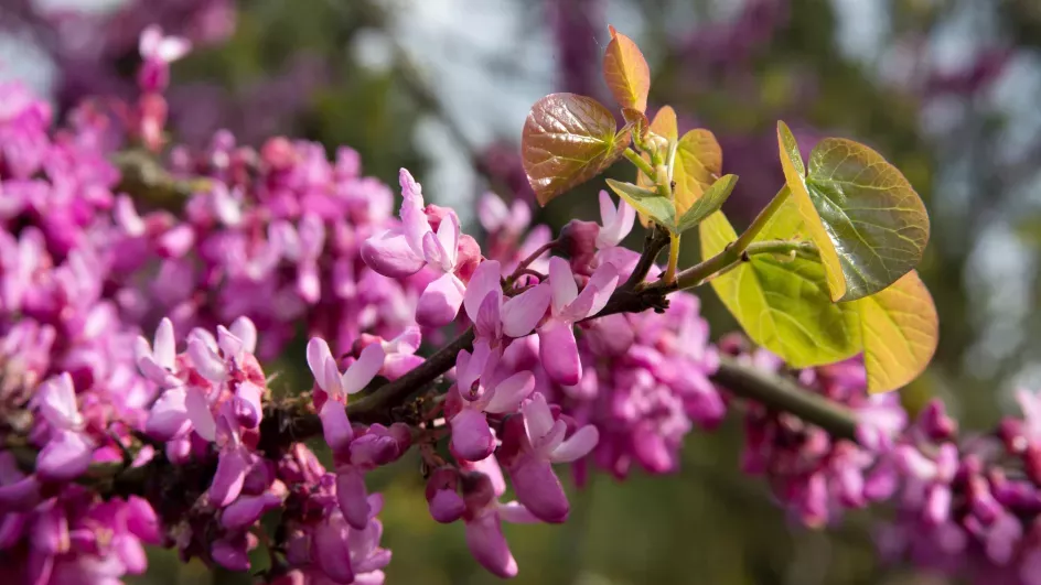 Pink flowers in the Mediterranean Garden