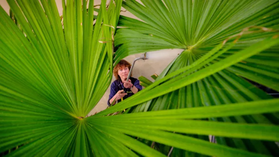 Watering palm