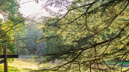 Tall trees next to a large lake