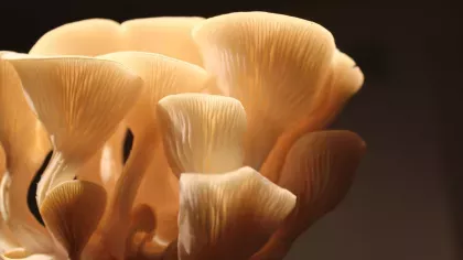 Oyster mushroom