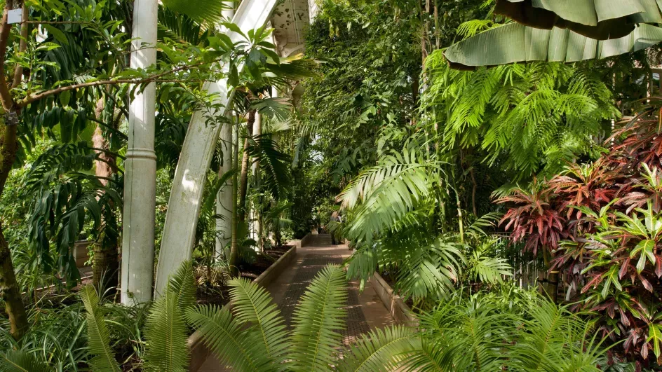 Interior of the Palm House