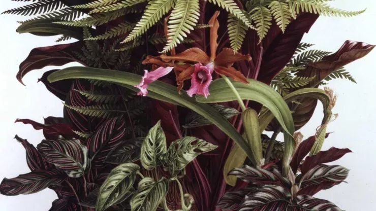 Pandora Sellars, Laelia tenebrosa, Shirley Sherwood Collection