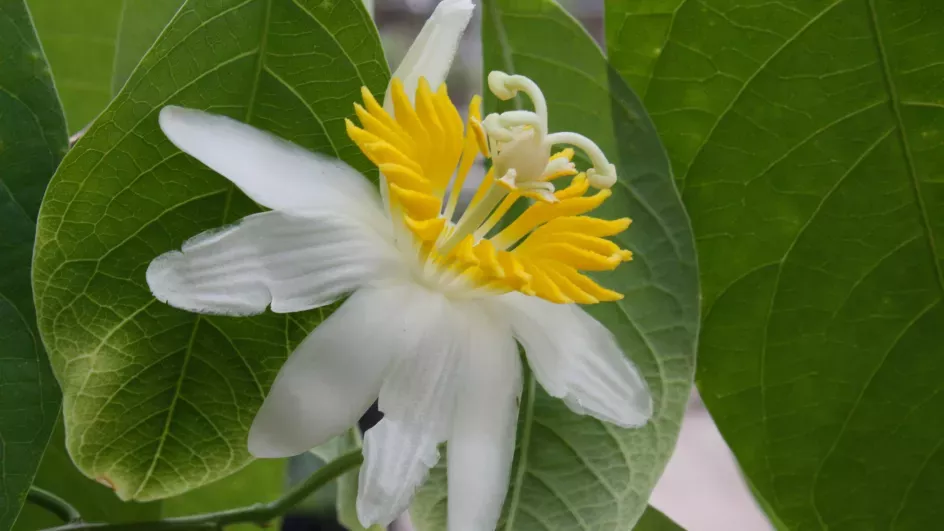 Passiflora arborea, RBG Kew 