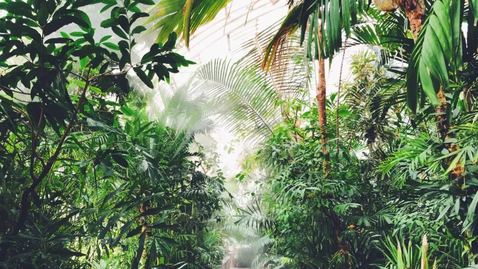 Inside the Palm House