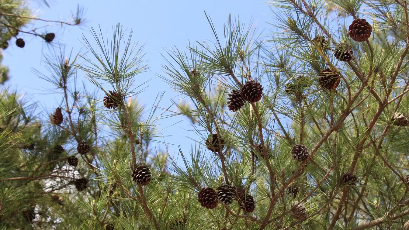 Pine cones on a pine tree